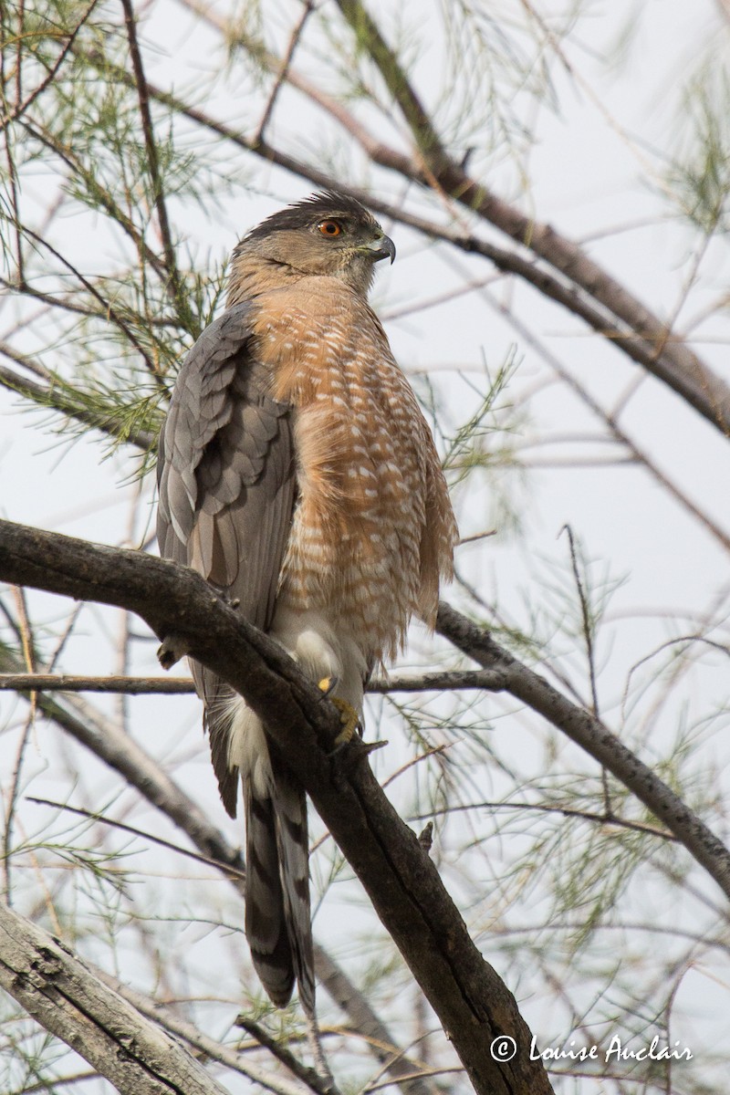 Cooper's Hawk - ML48358321