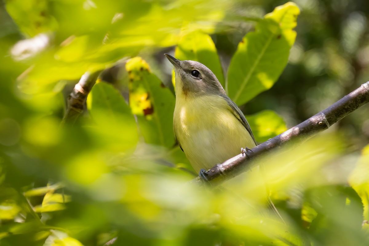 Philadelphia Vireo - Lyall Bouchard