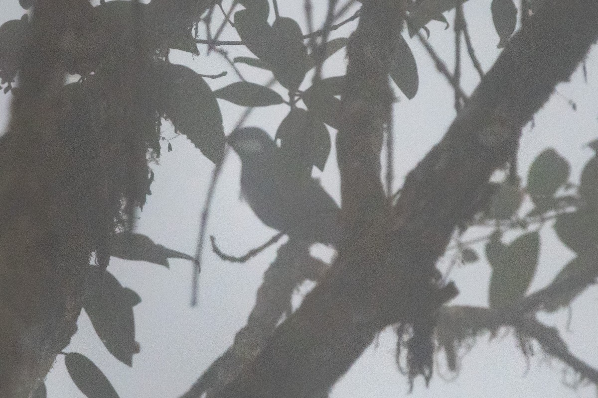 Black Solitaire - ML483583501