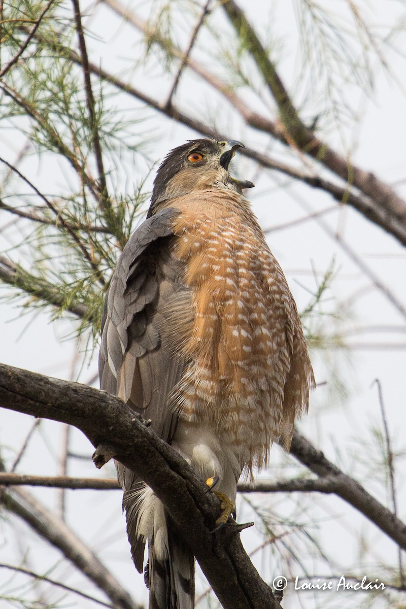 Cooper's Hawk - ML48358371