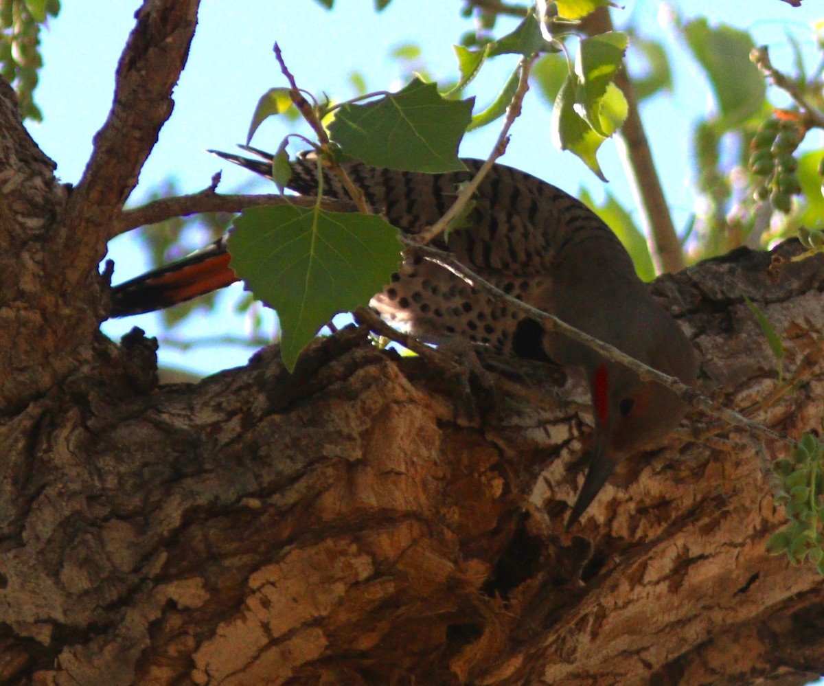 Northern Flicker (Red-shafted) - ML483583951