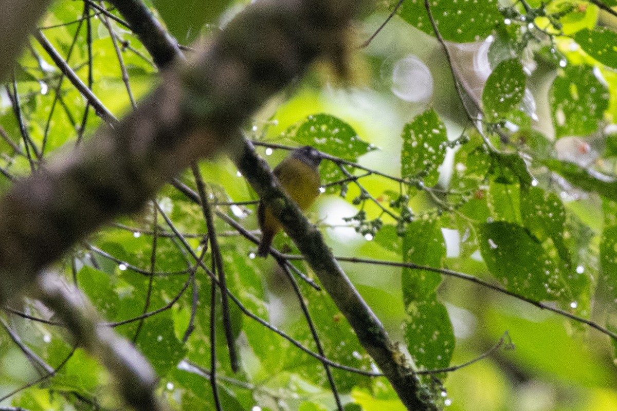 Ornate Flycatcher - ML483584221