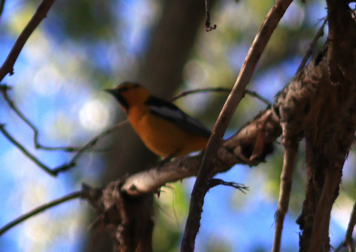 Bullock's Oriole - ML483584571