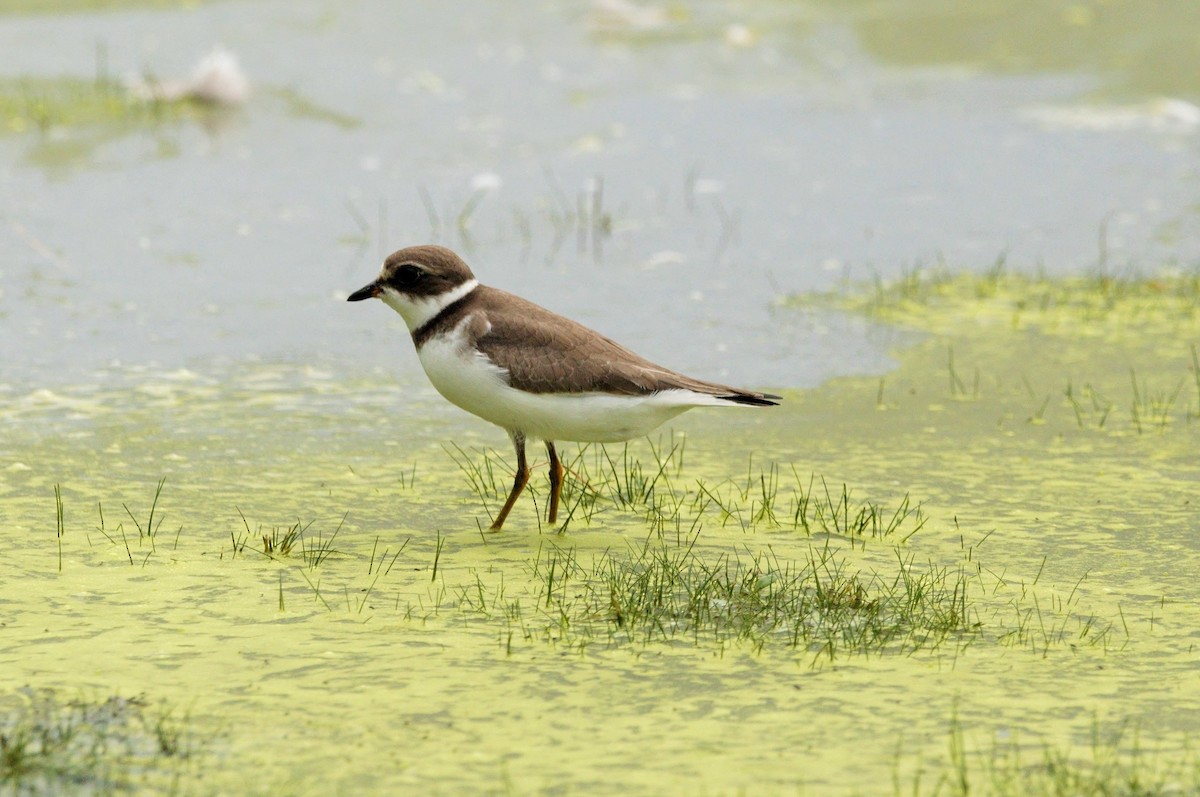 Semipalmated Plover - ML483584591