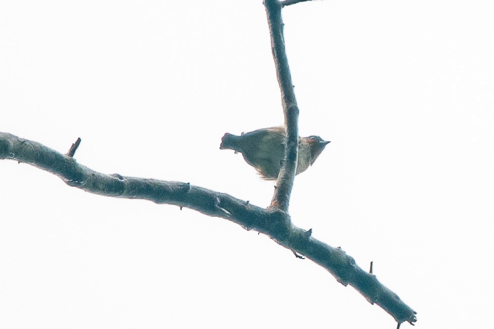 Rufous-throated Tanager - ML483584771