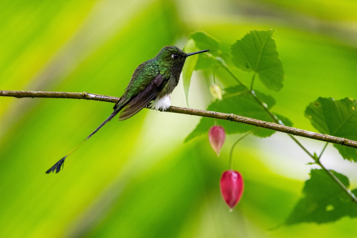 White-booted Racket-tail - ML483585631