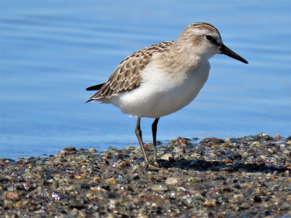 Semipalmated Sandpiper - ML483585801