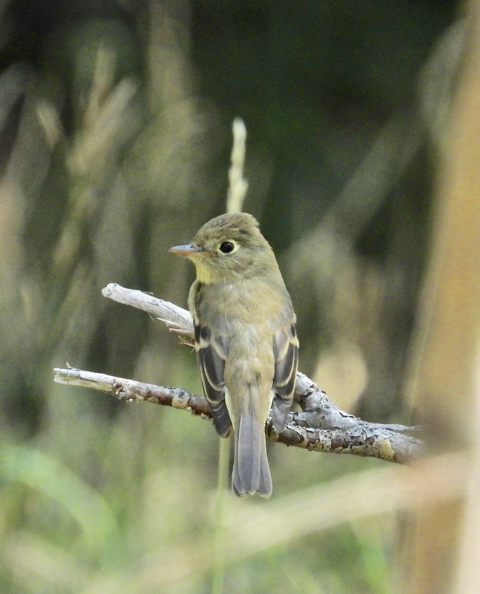 Western Flycatcher (Cordilleran) - ML483586651