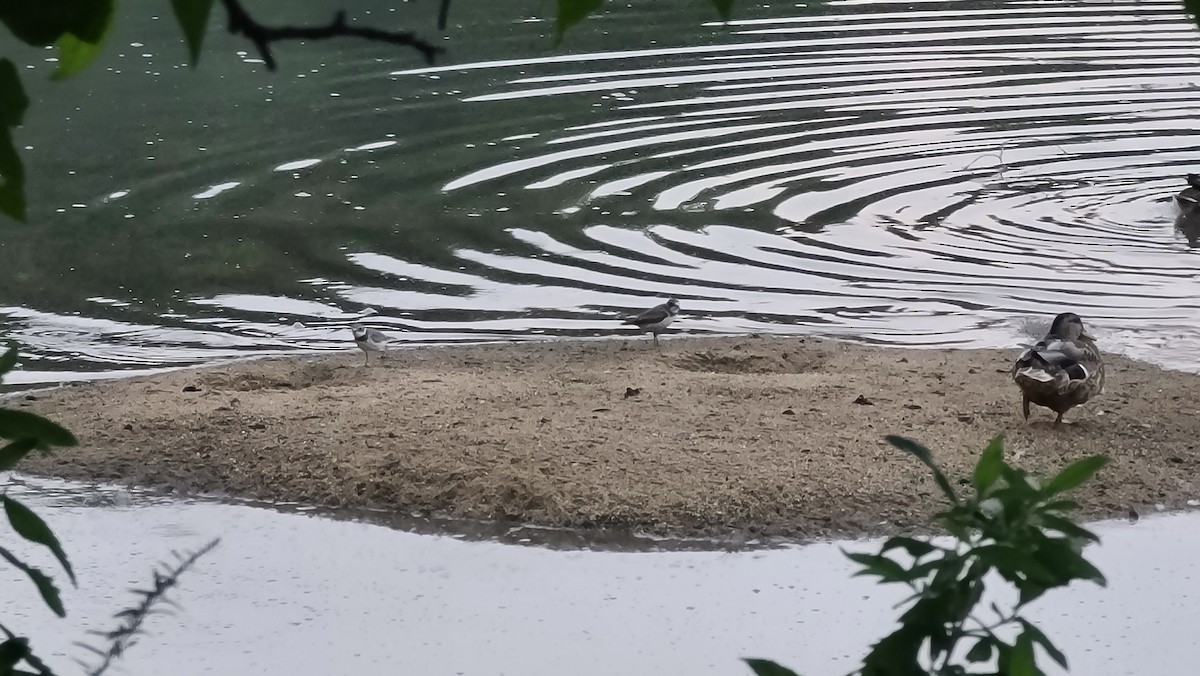Semipalmated Plover - ML483586961