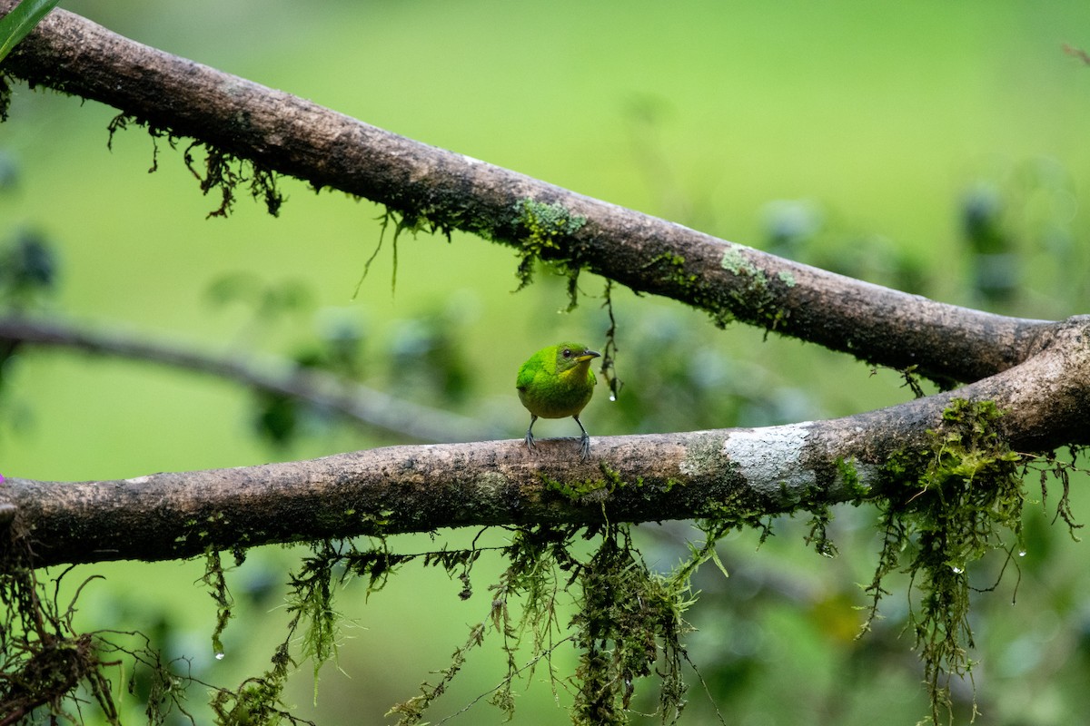 Green Honeycreeper - ML483587021