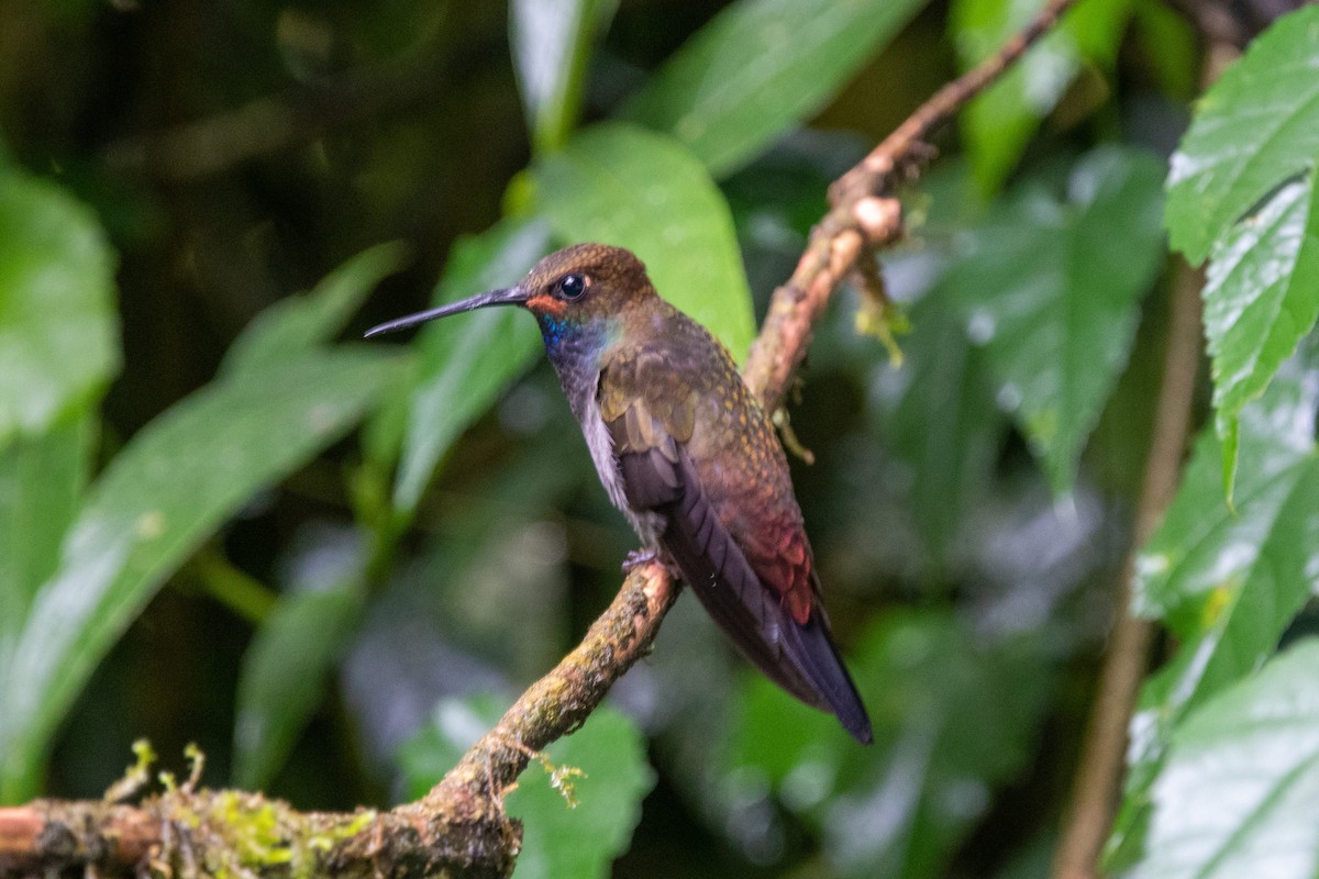 Rufous-gaped Hillstar - ML483587551