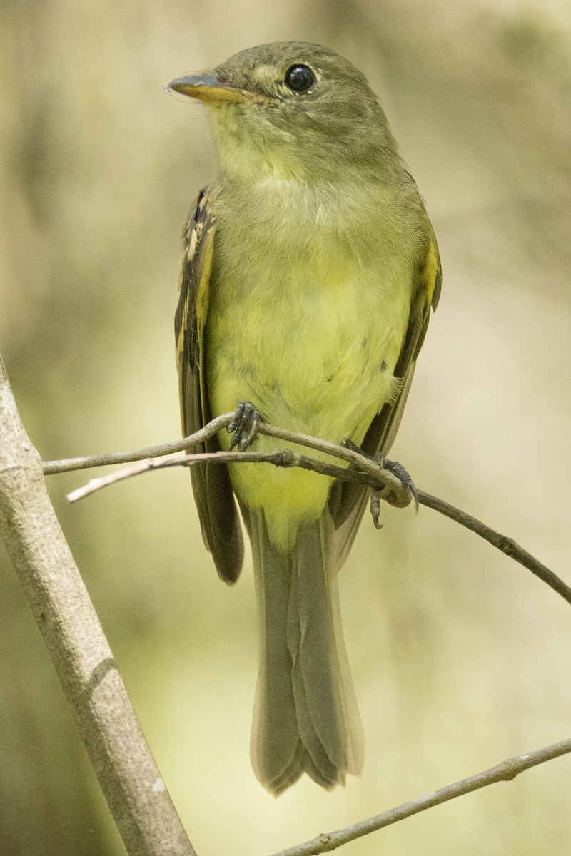 Yellow-bellied Flycatcher - ML483588001