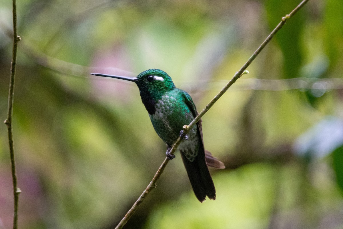Purple-bibbed Whitetip - ML483588321