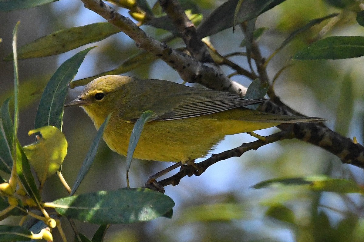 Orange-crowned Warbler (sordida) - Bill Asteriades