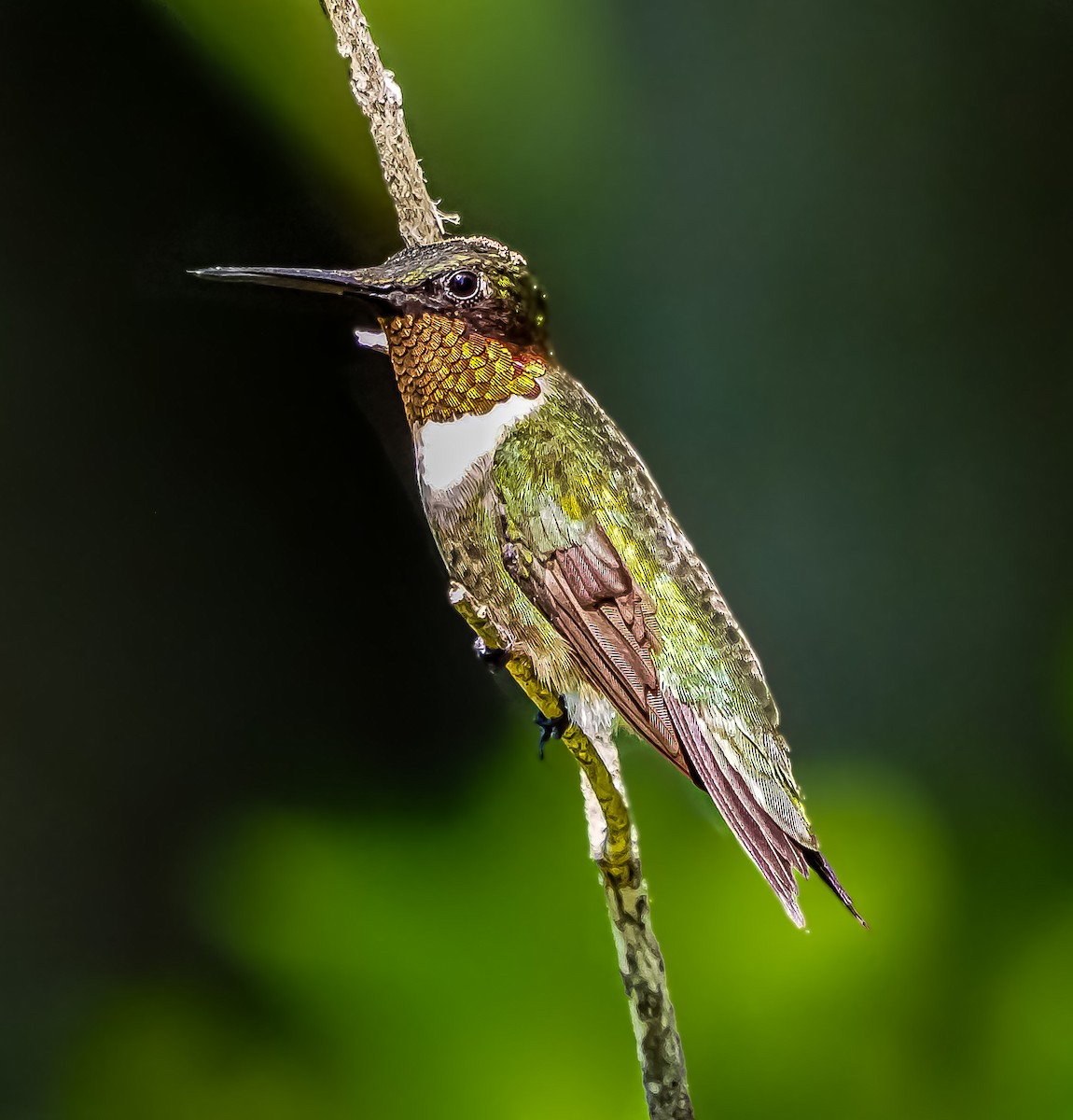 Ruby-throated Hummingbird - ML483591091