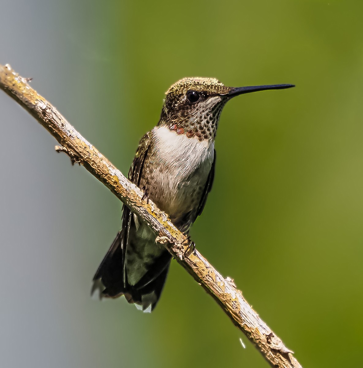 Ruby-throated Hummingbird - ML483591101