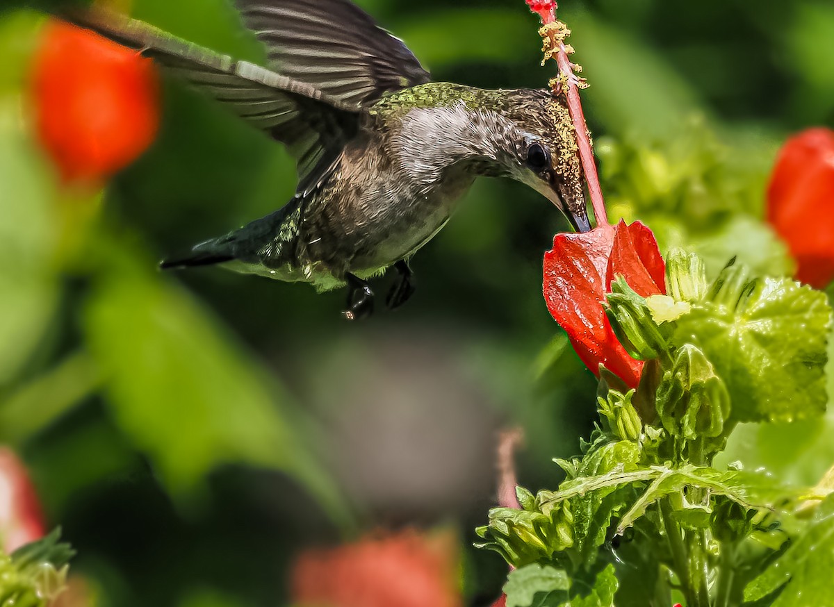 Ruby-throated Hummingbird - ML483591111