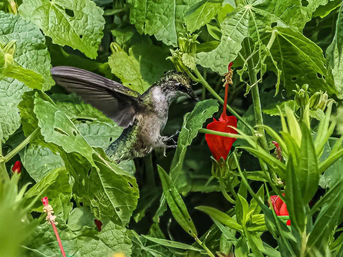 Ruby-throated Hummingbird - ML483591121