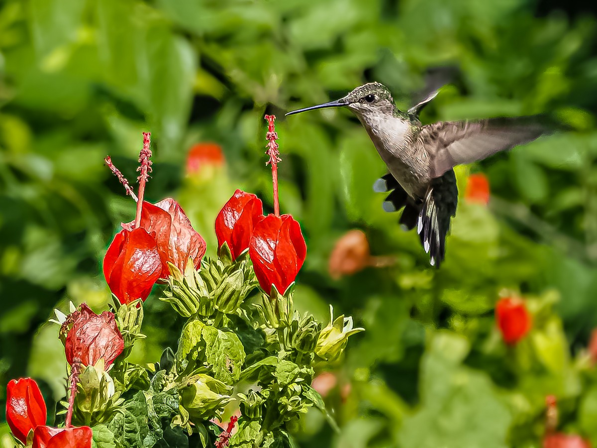 Ruby-throated Hummingbird - ML483591131