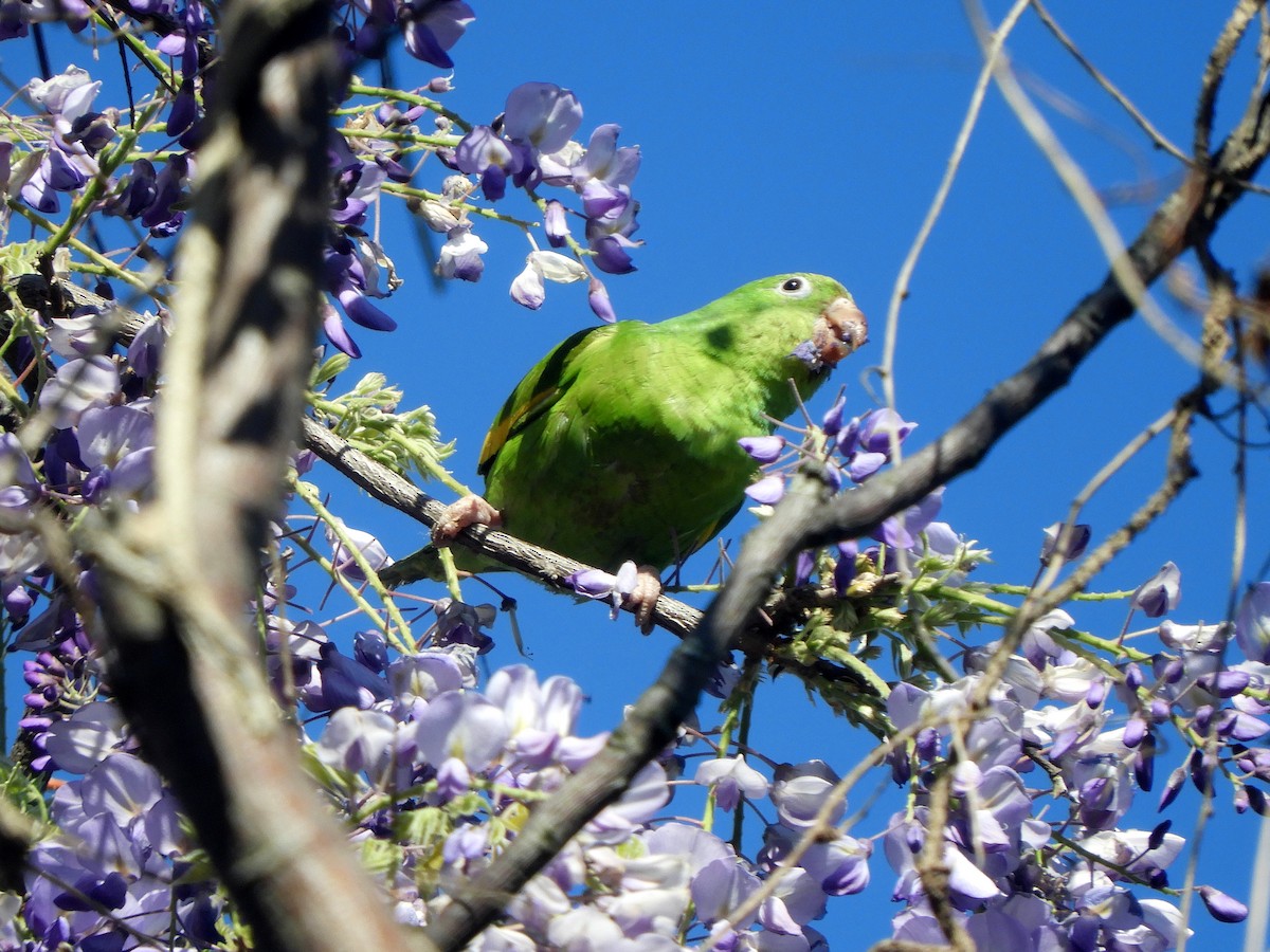 Yellow-chevroned Parakeet - ML483593041