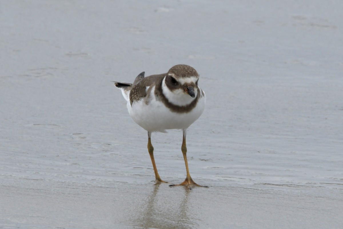 Semipalmated Plover - David Drews