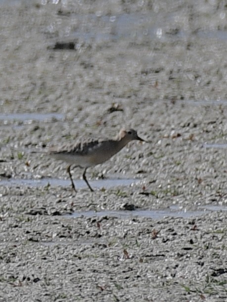 Buff-breasted Sandpiper - ML483595081