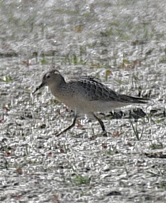 Buff-breasted Sandpiper - ML483595091