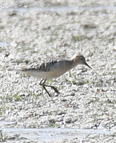 Buff-breasted Sandpiper - ML483595121