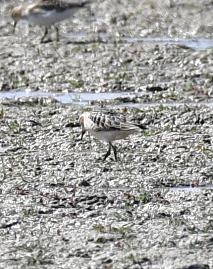 Buff-breasted Sandpiper - ML483595131