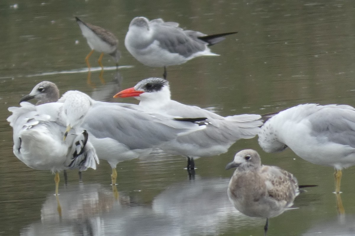 Caspian Tern - ML483595541