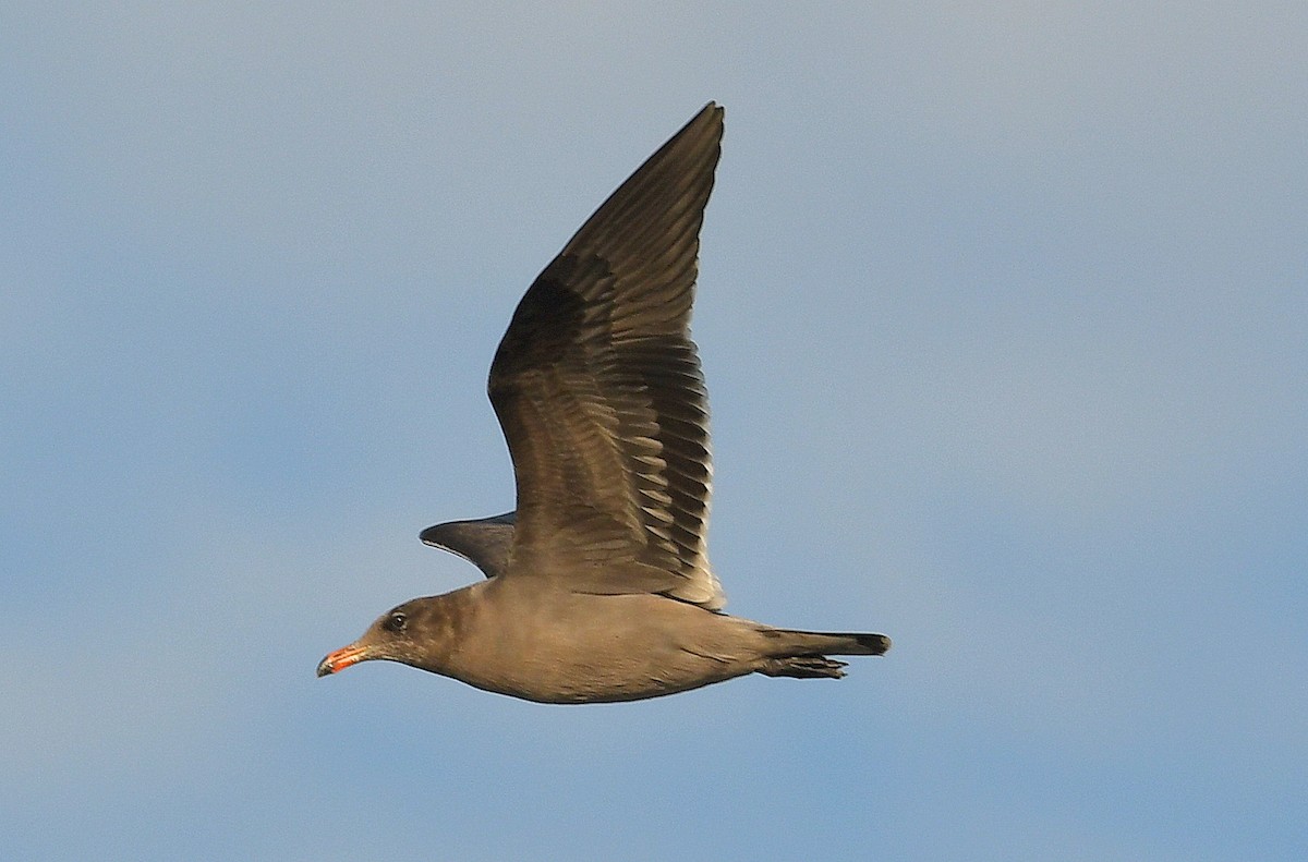 Heermann's Gull - ML483596181