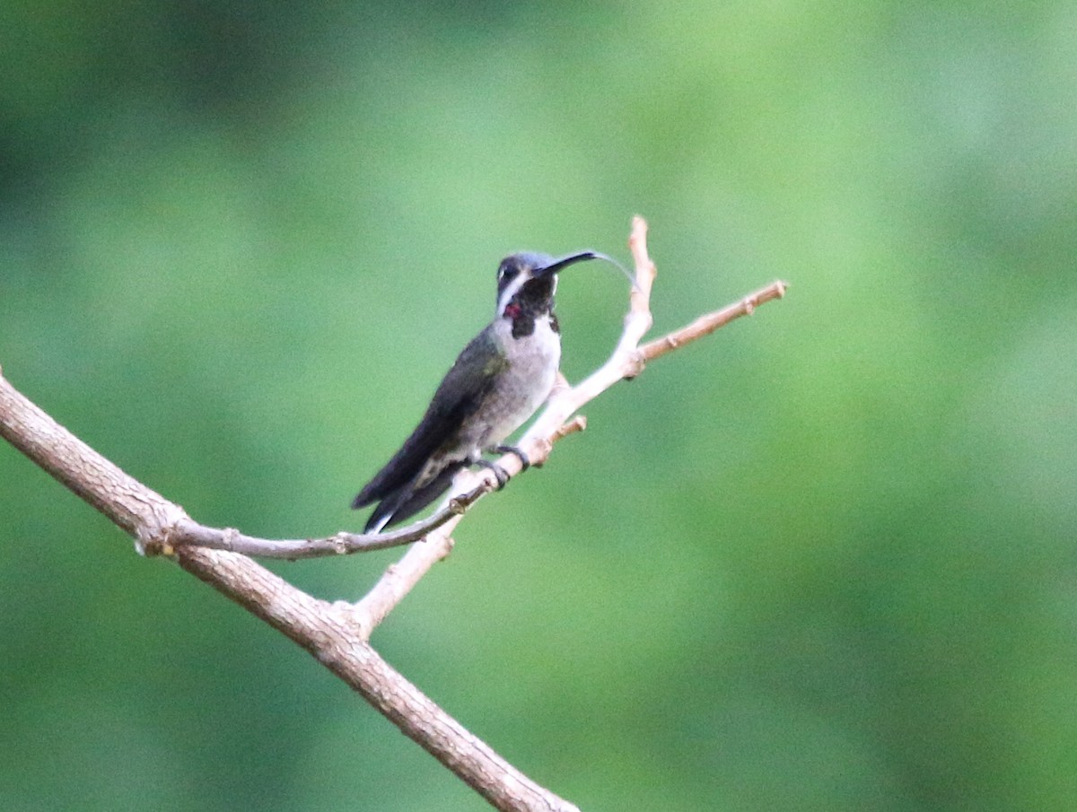 Long-billed Starthroat - ML483598601