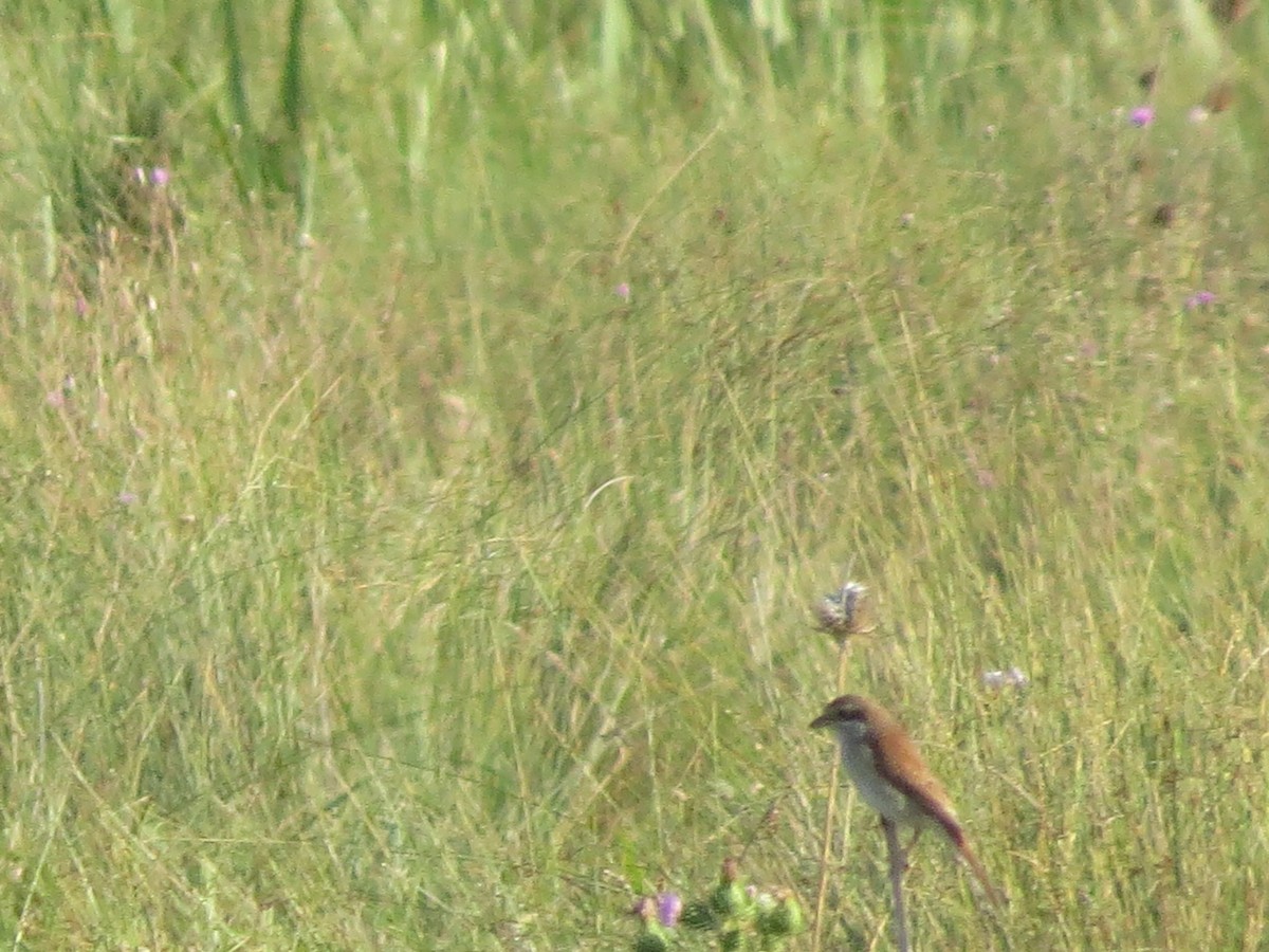 Red-backed Shrike - ML483598791