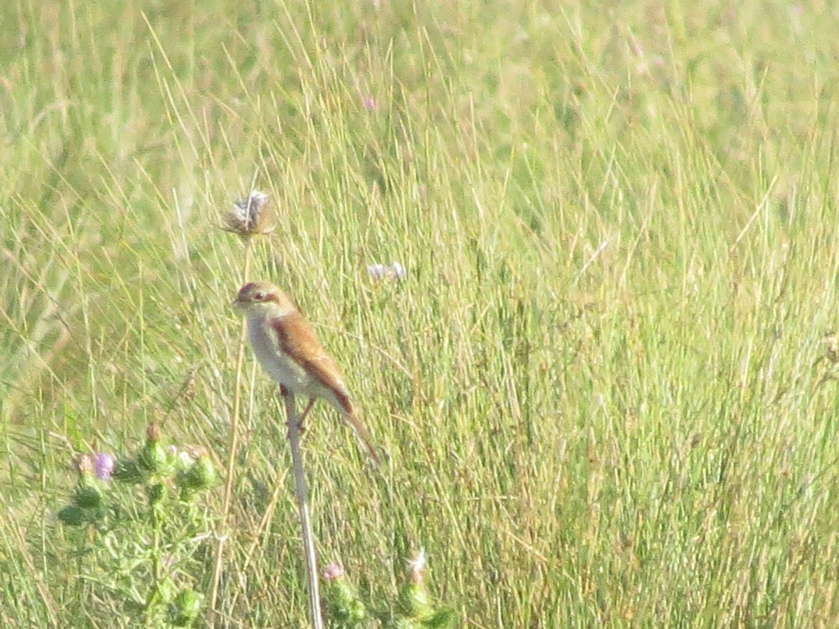 Red-backed Shrike - ML483598801