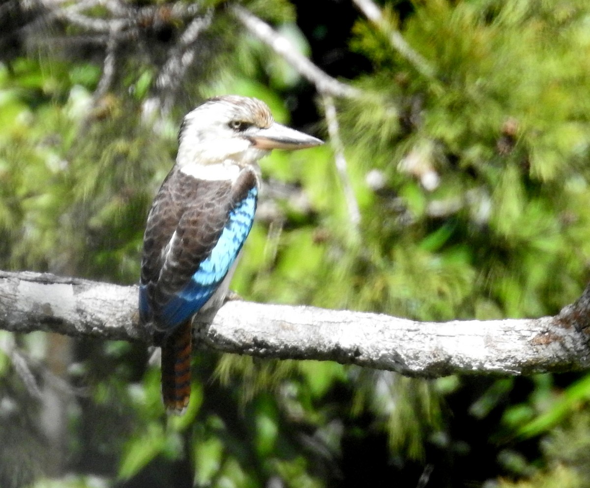 Blue-winged Kookaburra - ML483599711