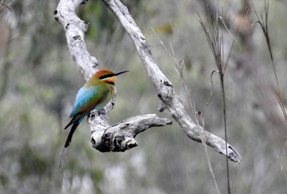Rainbow Bee-eater - David Bree