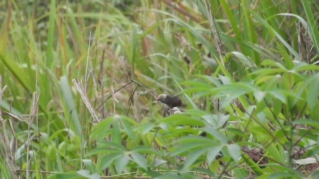 Gray-headed Munia - ML483600781