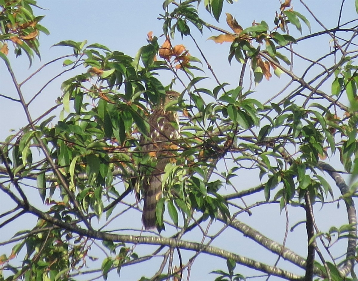 Cooper's Hawk - ML483602001