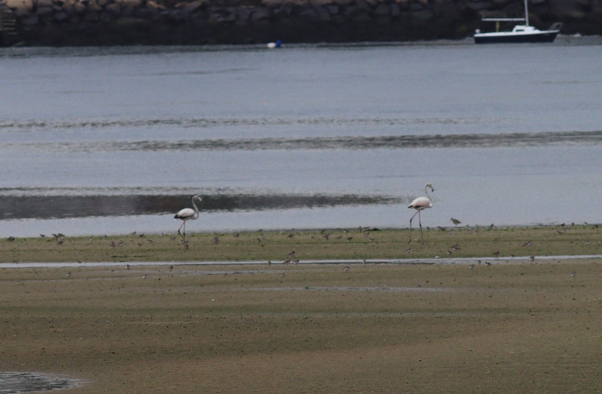 Flamant rose - ML483602361