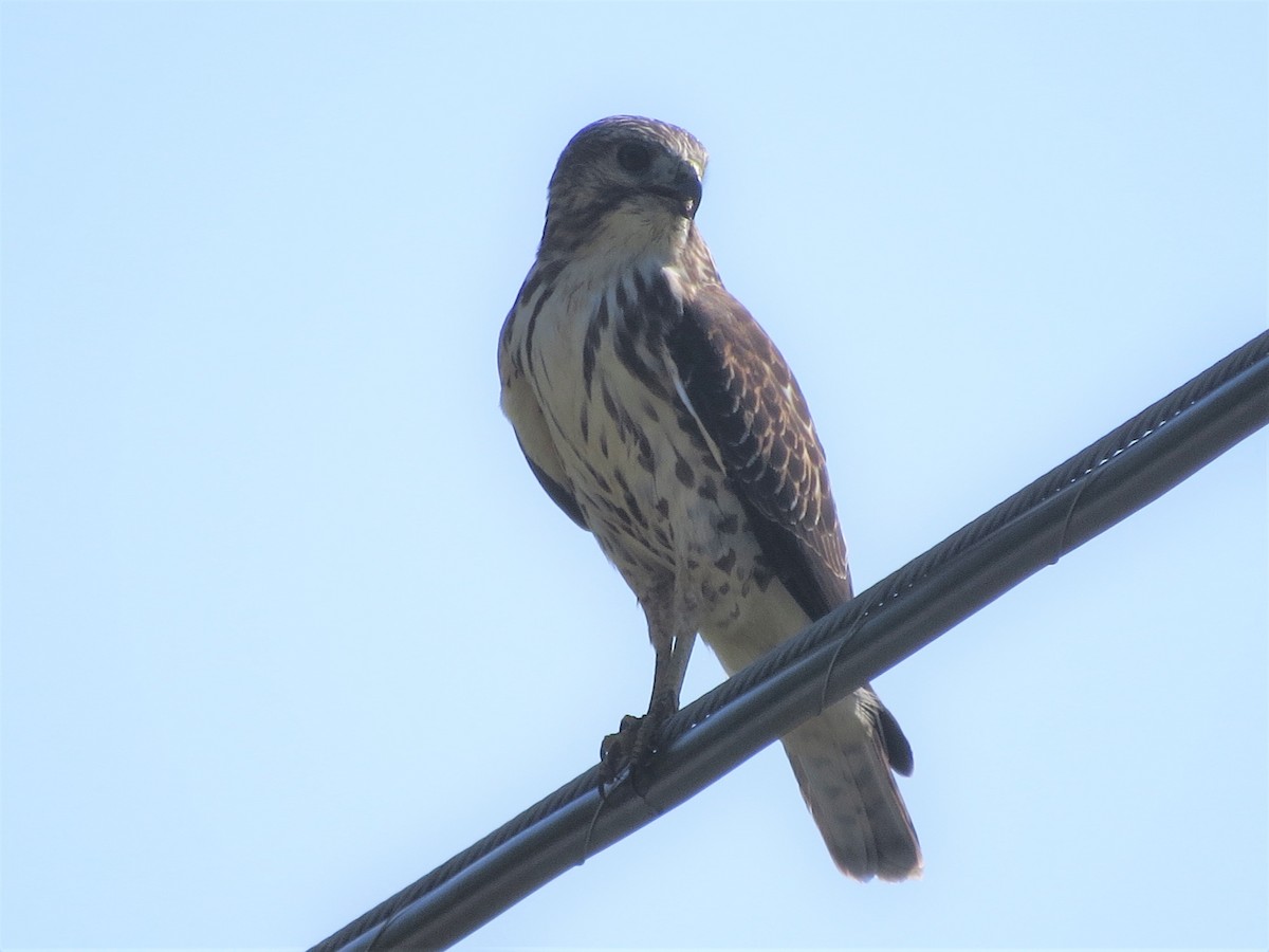 Broad-winged Hawk - ML483602681