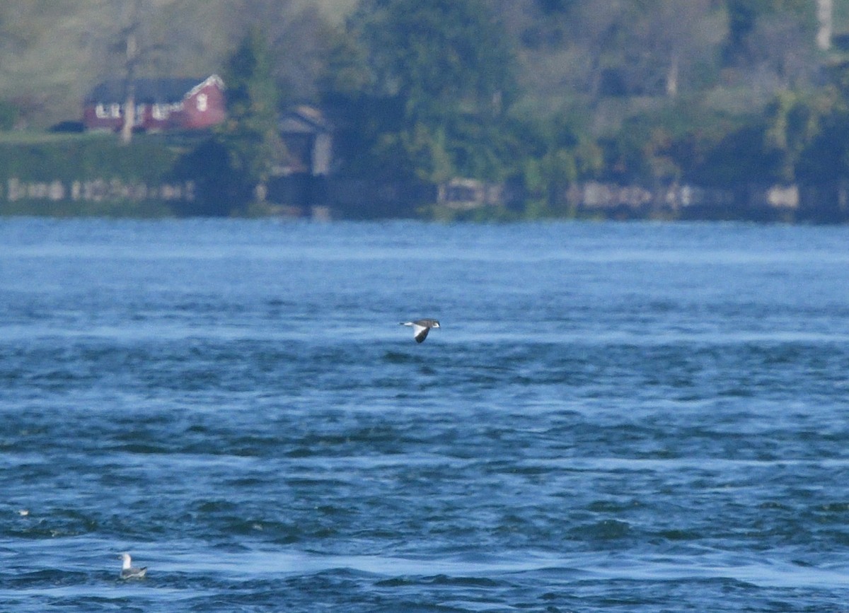 Sabine's Gull - ML483604601