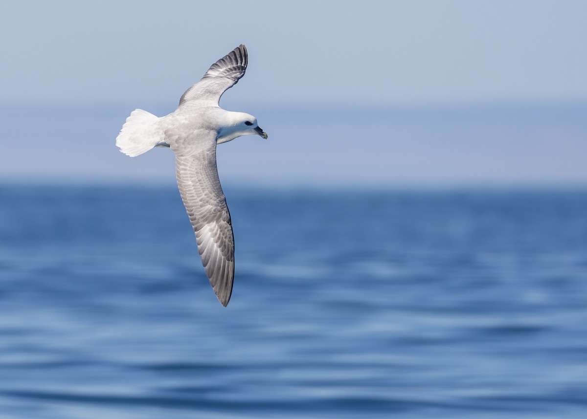 Northern Fulmar - PMDE ESTEVES