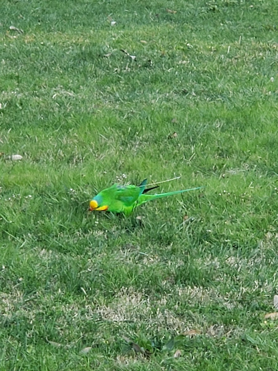 Superb Parrot - ML483605161