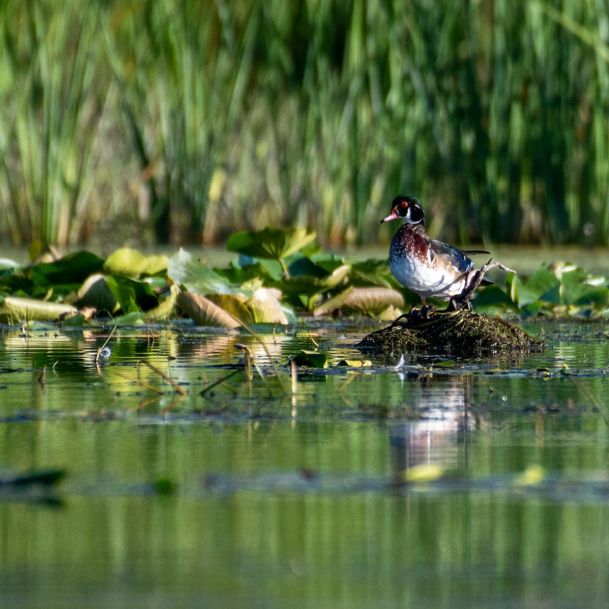 Wood Duck - ML483605941