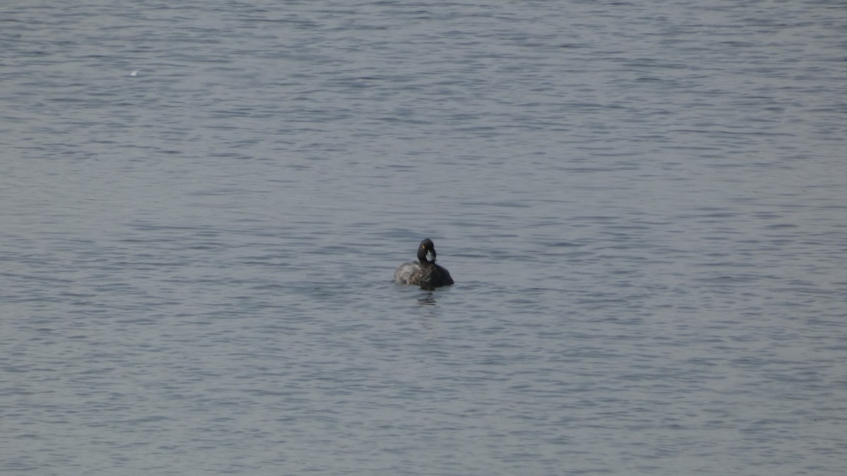 Lesser Scaup - ML483607111