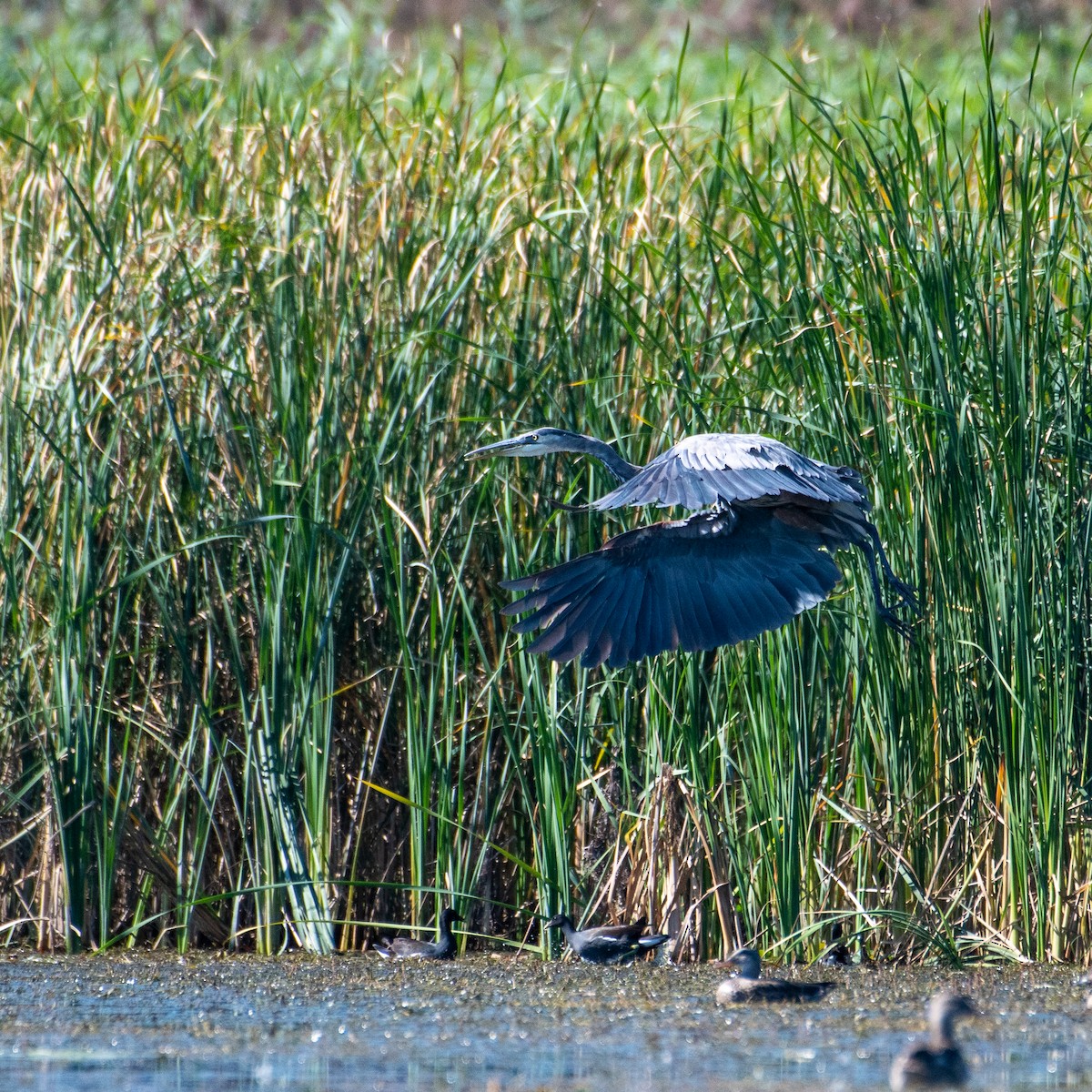 Great Blue Heron - ML483607841