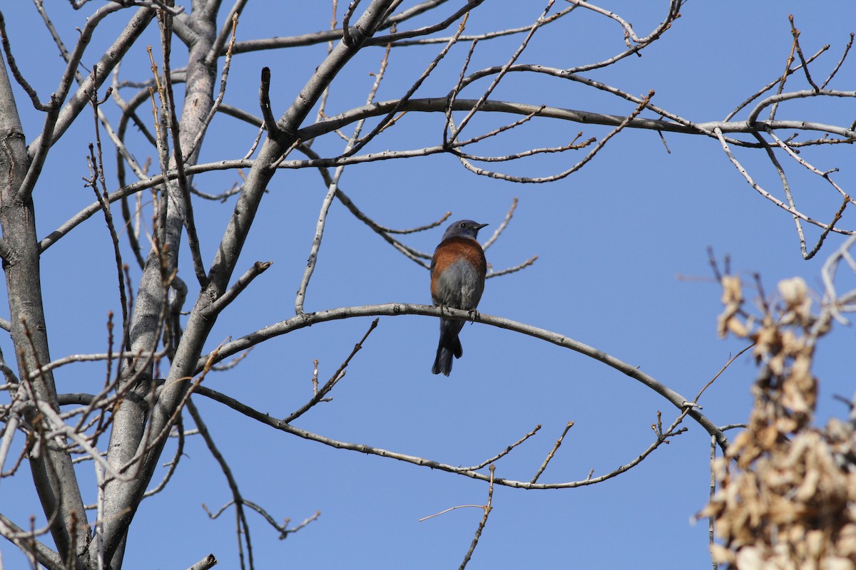 Western Bluebird - ML48360831