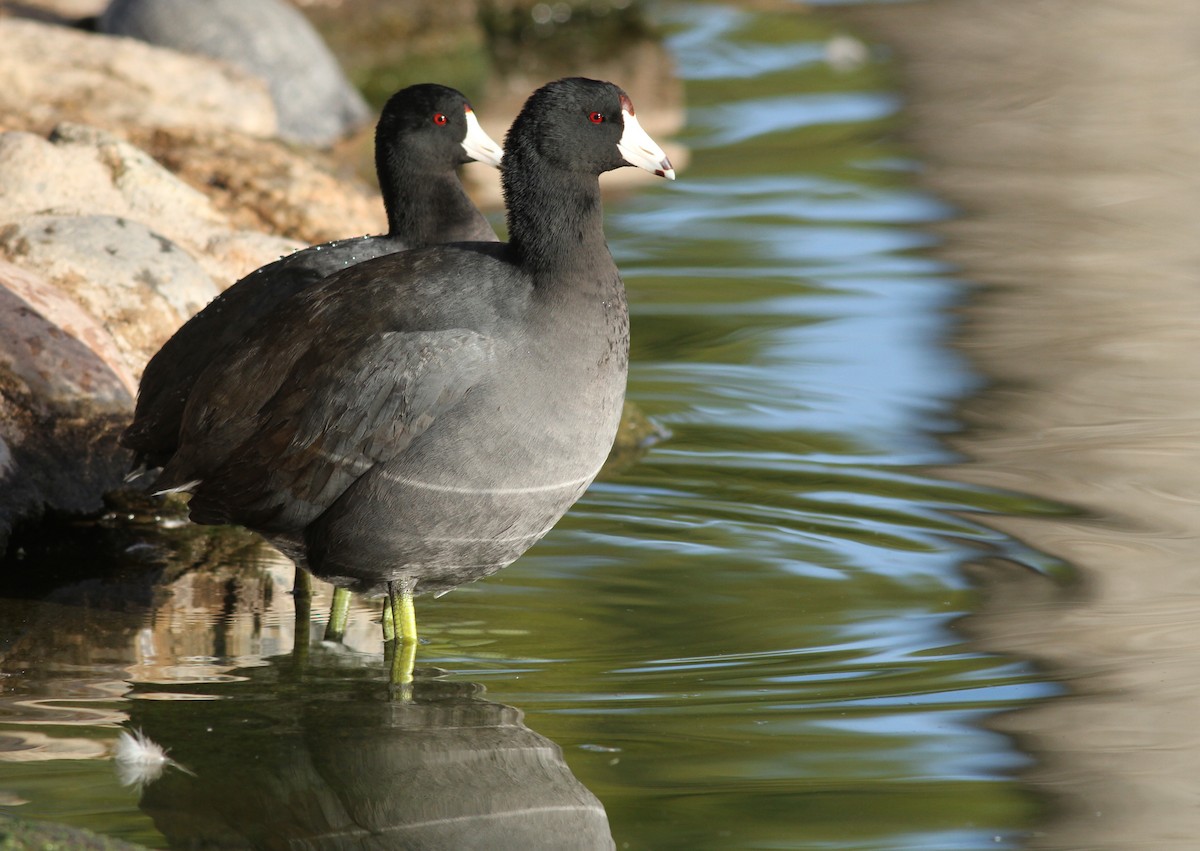 American Coot - ML48360891