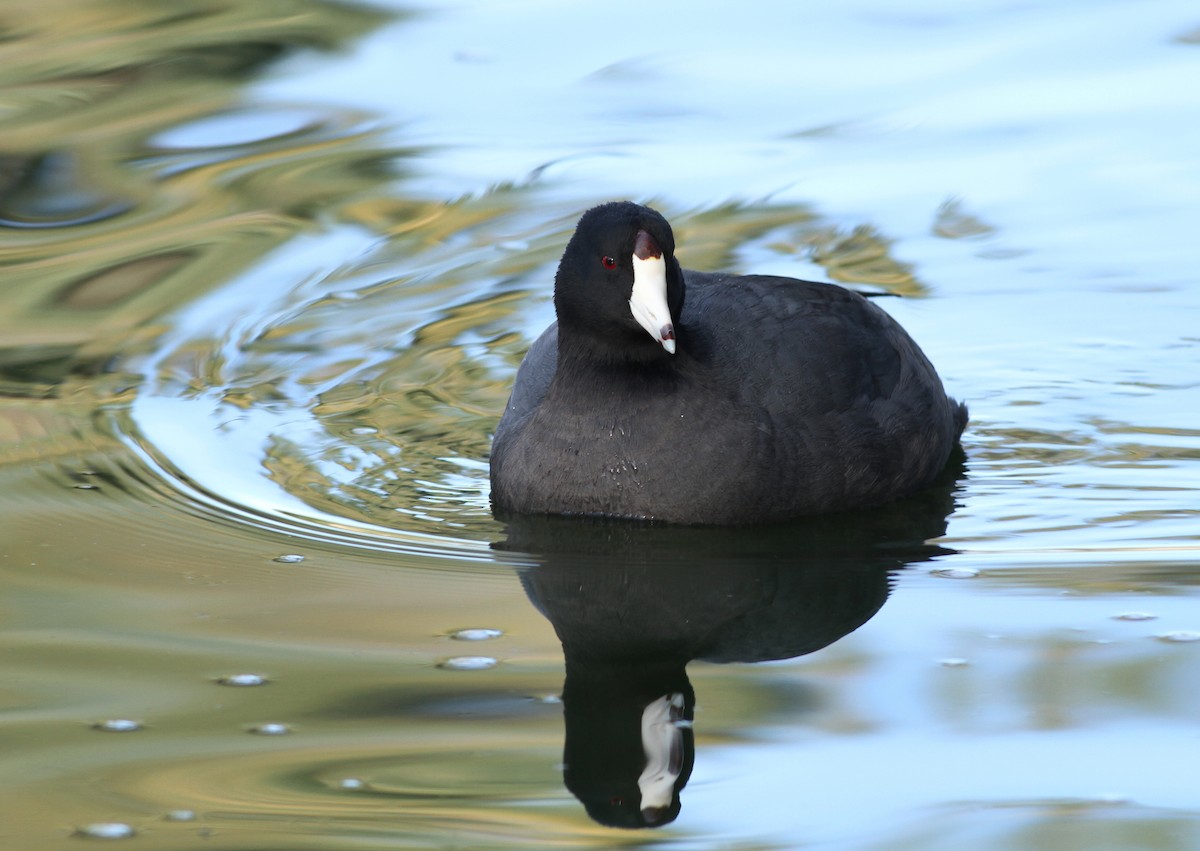 American Coot - ML48360921