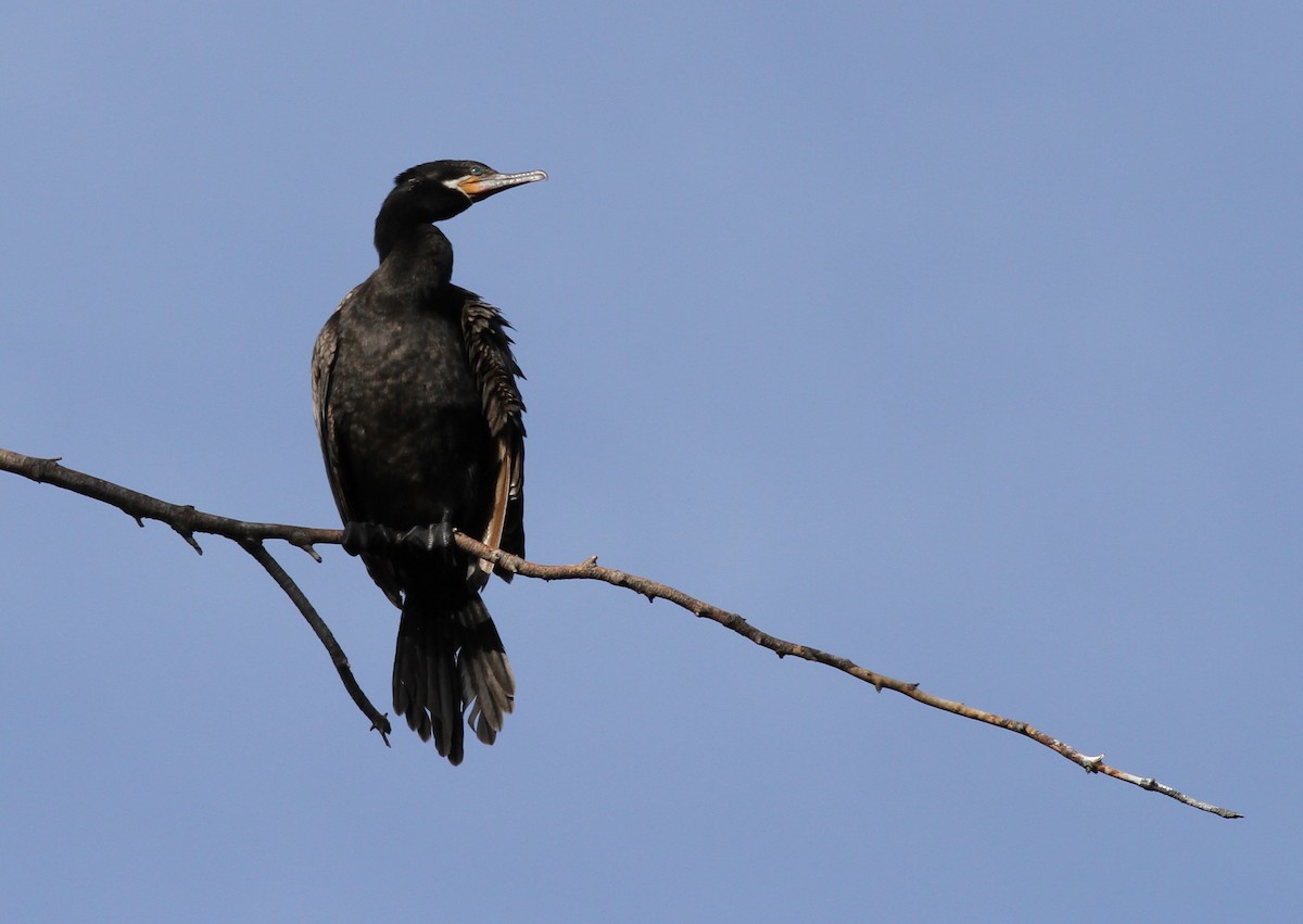 Neotropic Cormorant - ML48360971